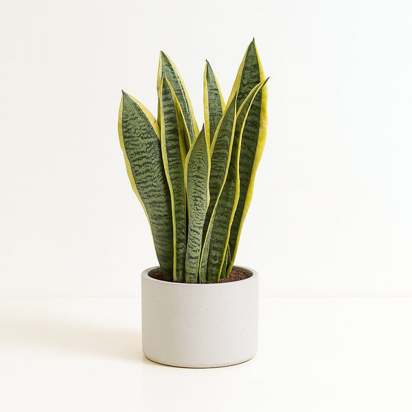 Sansevieria Laurentii - 40cm im Ø14cm Topf in einem modernen Studio