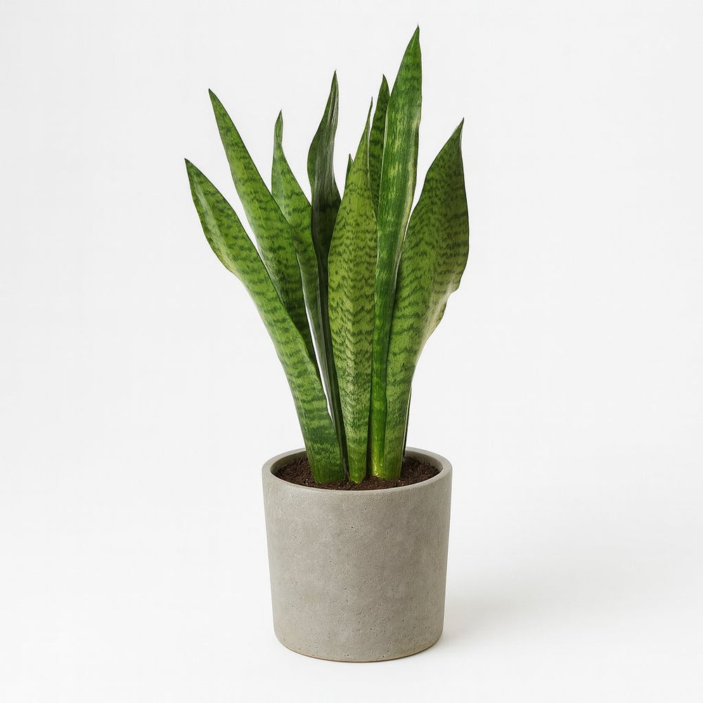Sansevieria Zeylanica 75cm im 17cm Topf