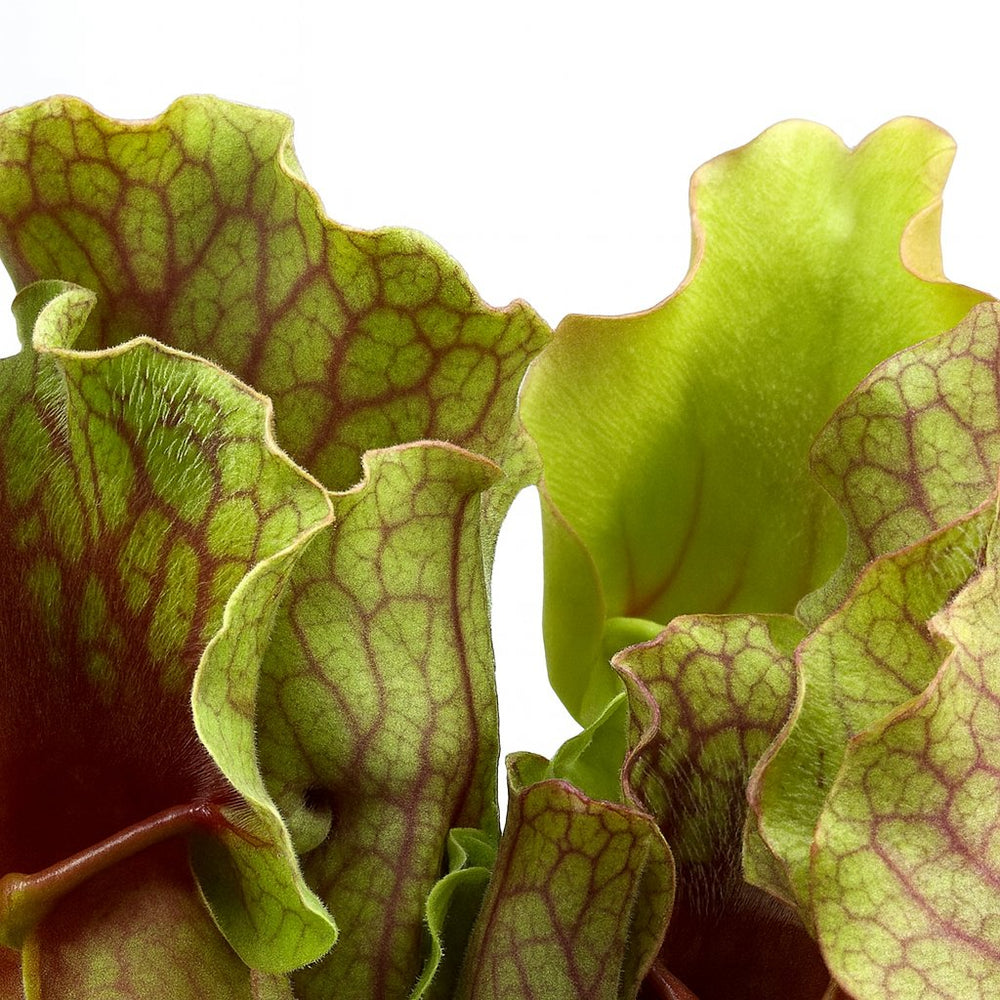 Sarracenia 20cm im 12cm Topf Nahaufnahme