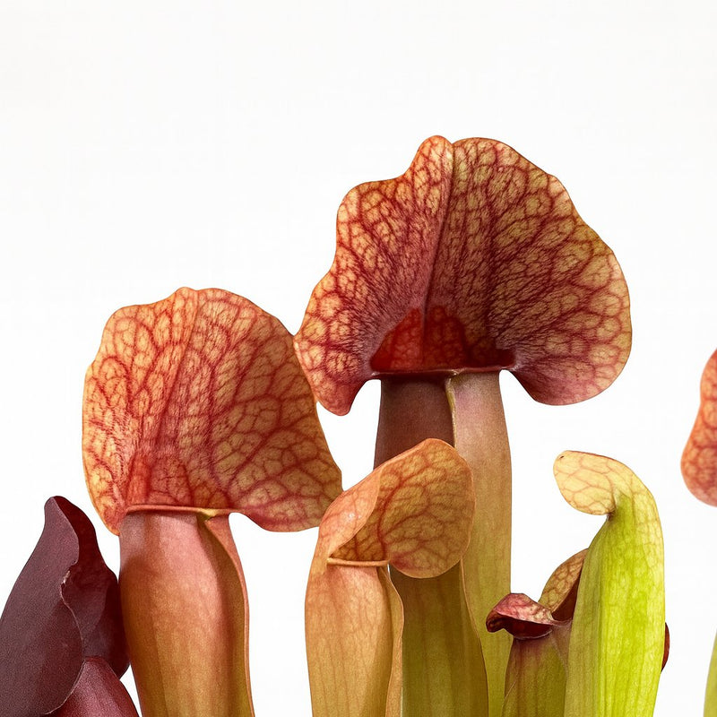 Sarracenia Catesbaei - 23cm Detail