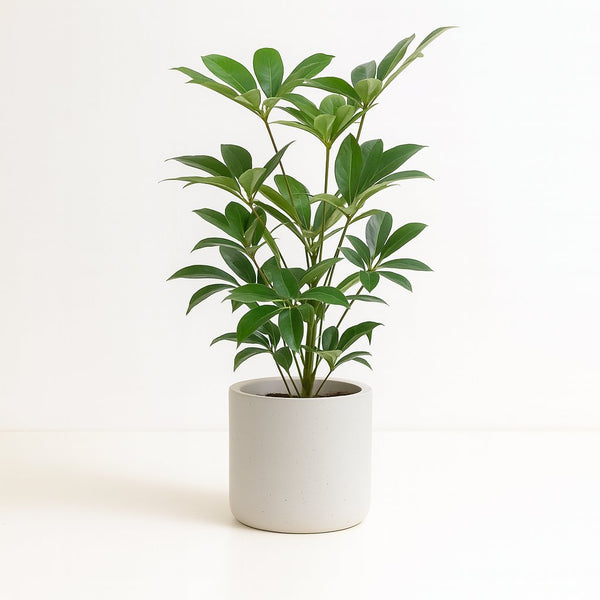 Schefflera Actinophylla Amate 100cm im 24cm Topf