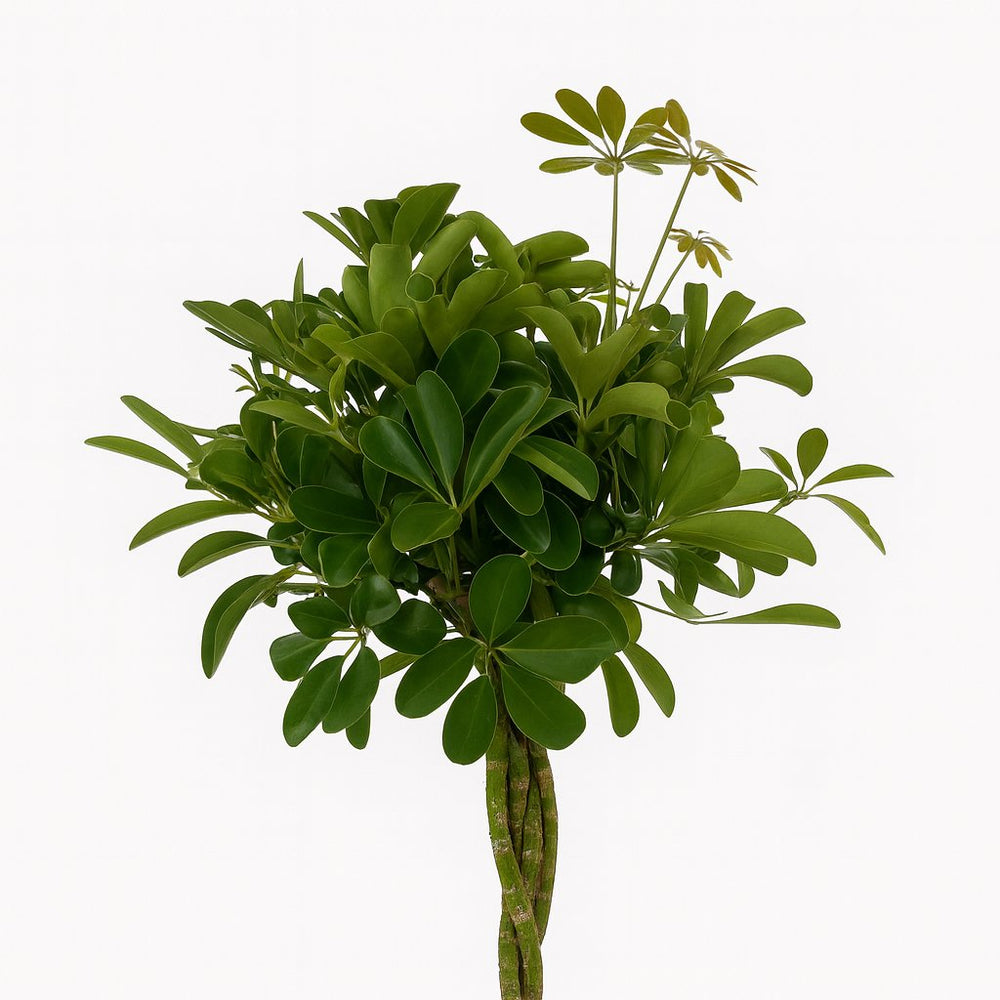 Schefflera Compacta 80cm im 19cm Topf Nahaufnahme