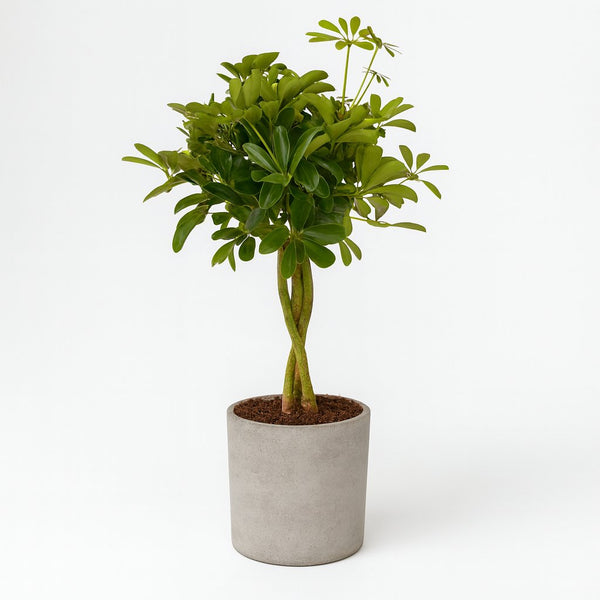 Schefflera Compacta 80cm im 19cm Topf
