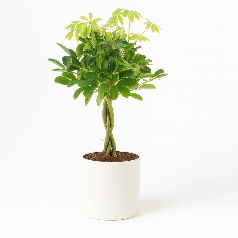 Schefflera Compacta Nora Detail