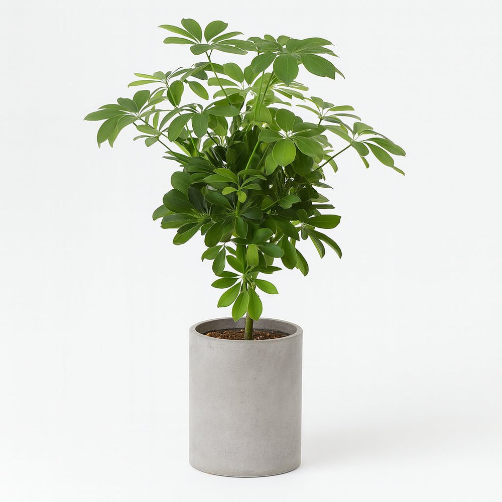 Schefflera Compacta Nora 75cm im 21cm Topf