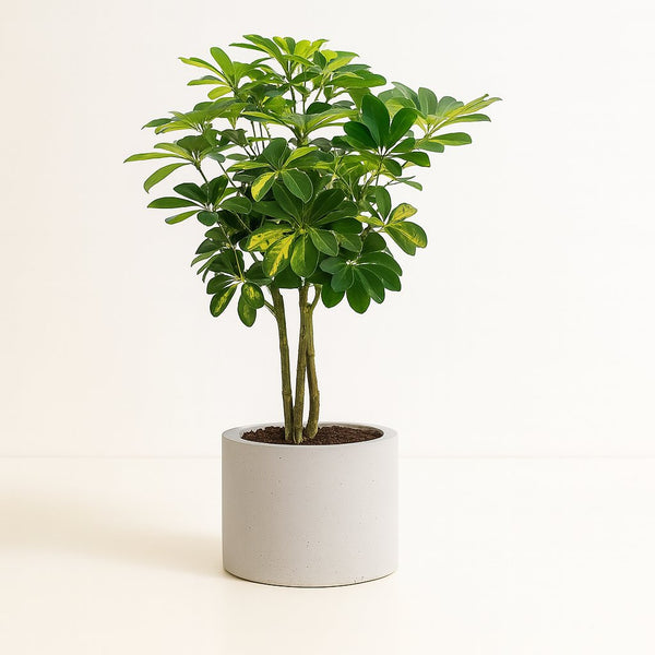 Schefflera Gold Capella 75cm im 19cm Topf