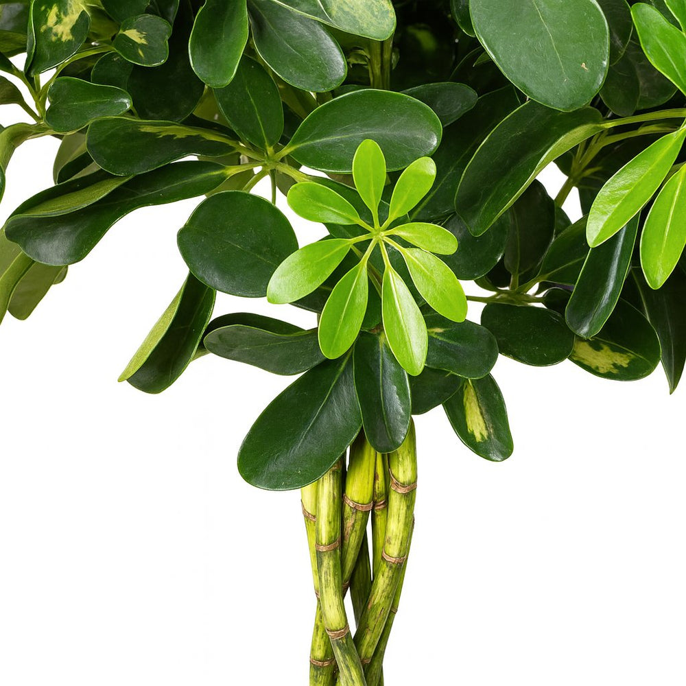 Schefflera Gold Capella 75cm im 21cm Topf Nahaufnahme