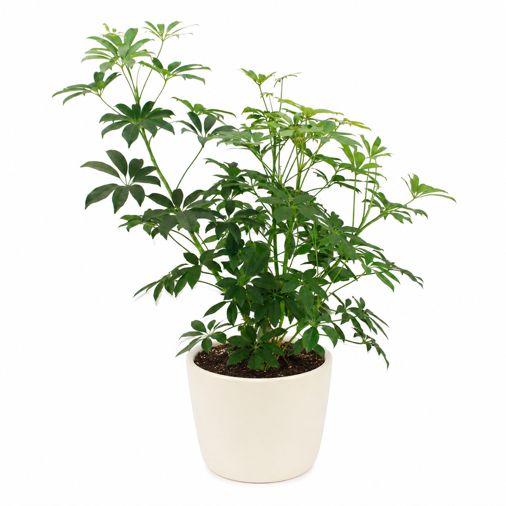 Schefflera Arboricola - Ø40cm - 80cm