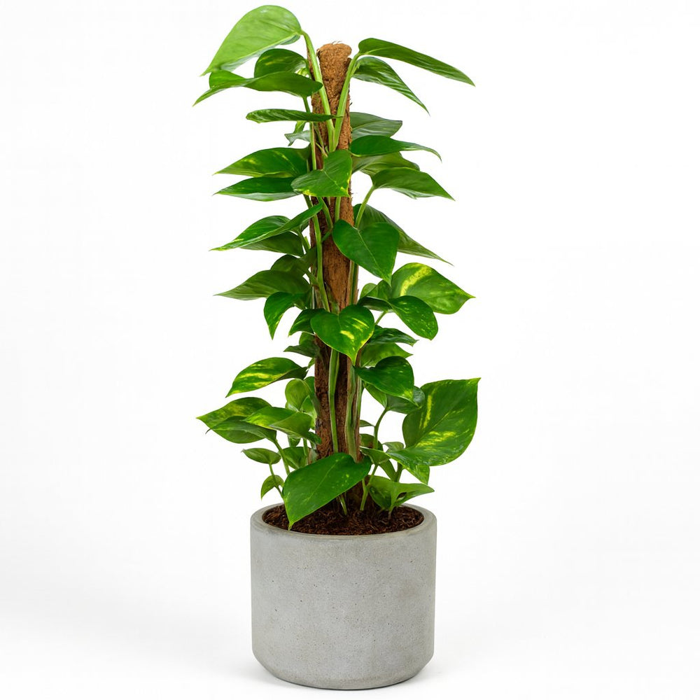 Scindapsus Epipremnum 80cm im 19cm Topf