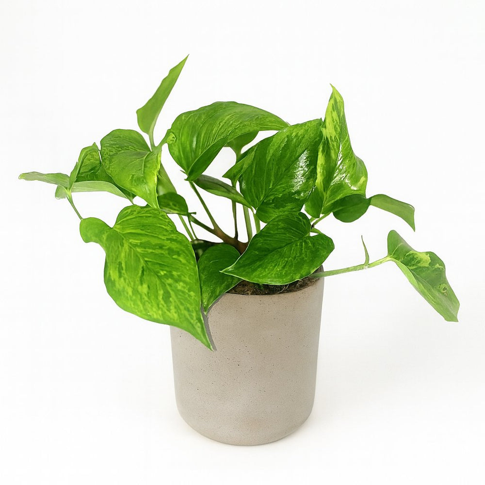Scindapsus Pictus Trebie 20cm im 12cm Topf