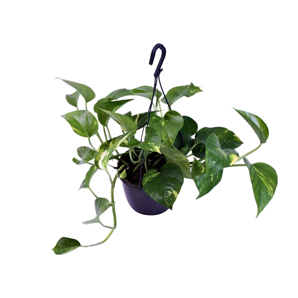 Scindapsus Pictus Trebie 30cm im 15cm Topf