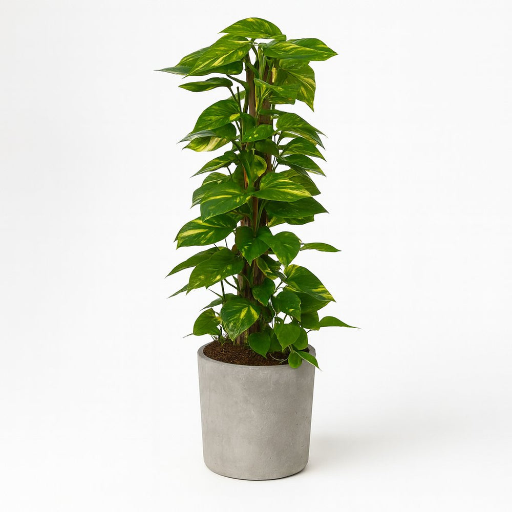 Scindapsus Epipremnum 120cm im 24cm Topf