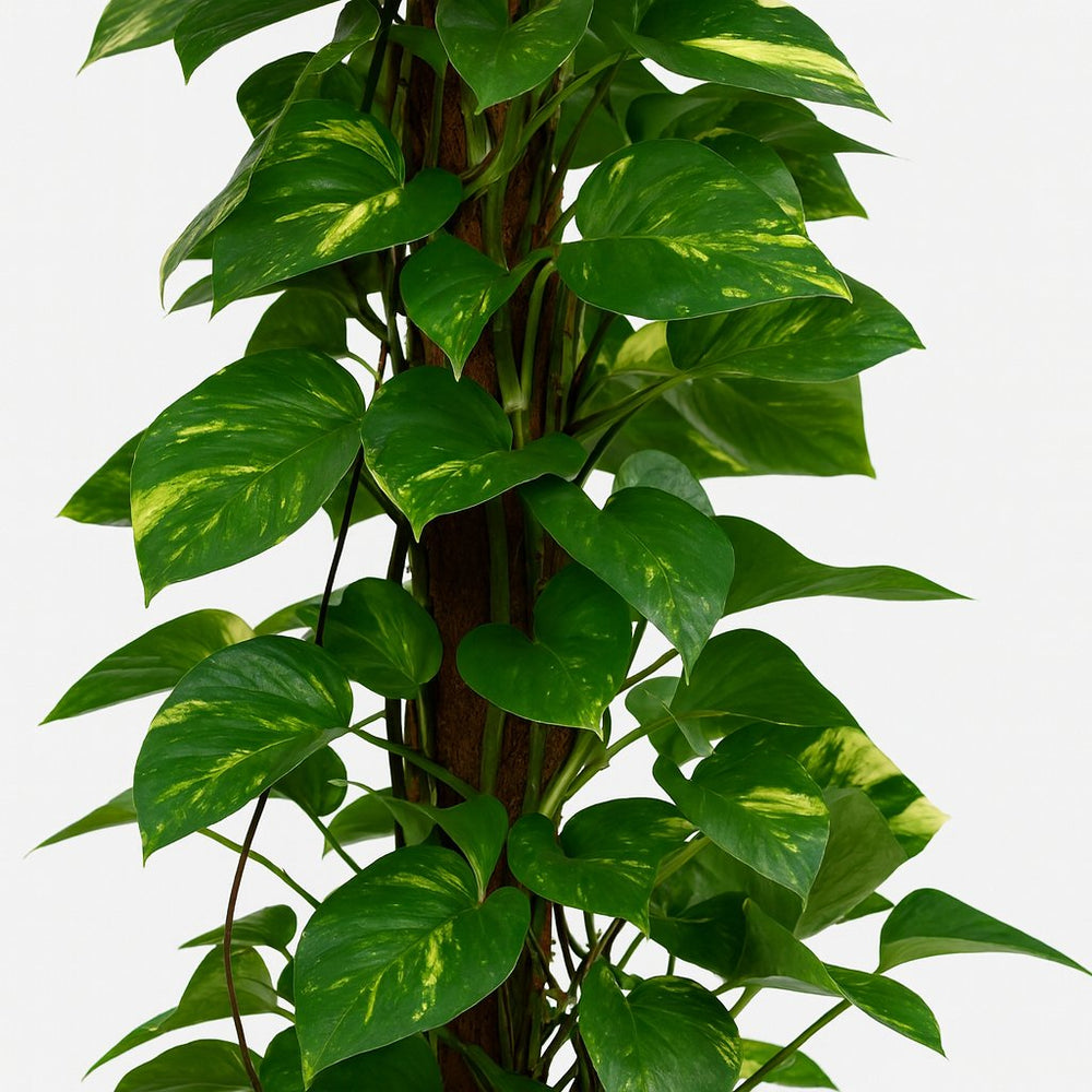 Scindapsus Epipremnum 120cm Nahaufnahme
