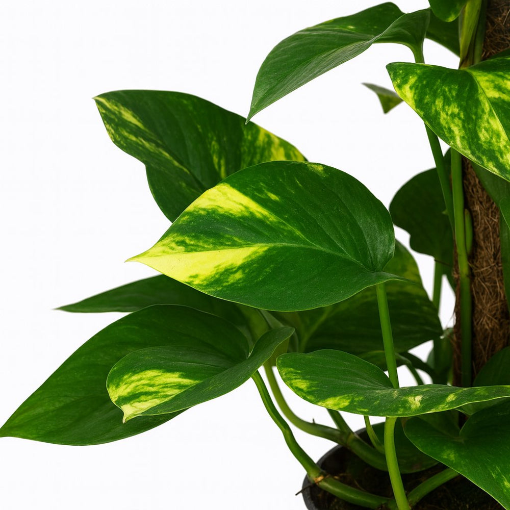 Scindapsus Epipremnum 50cm Nahaufnahme