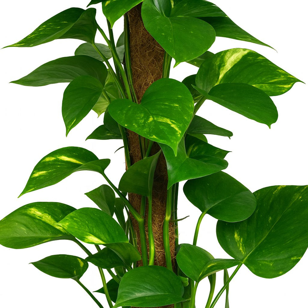 Scindapsus Epipremnum 80cm Nahaufnahme