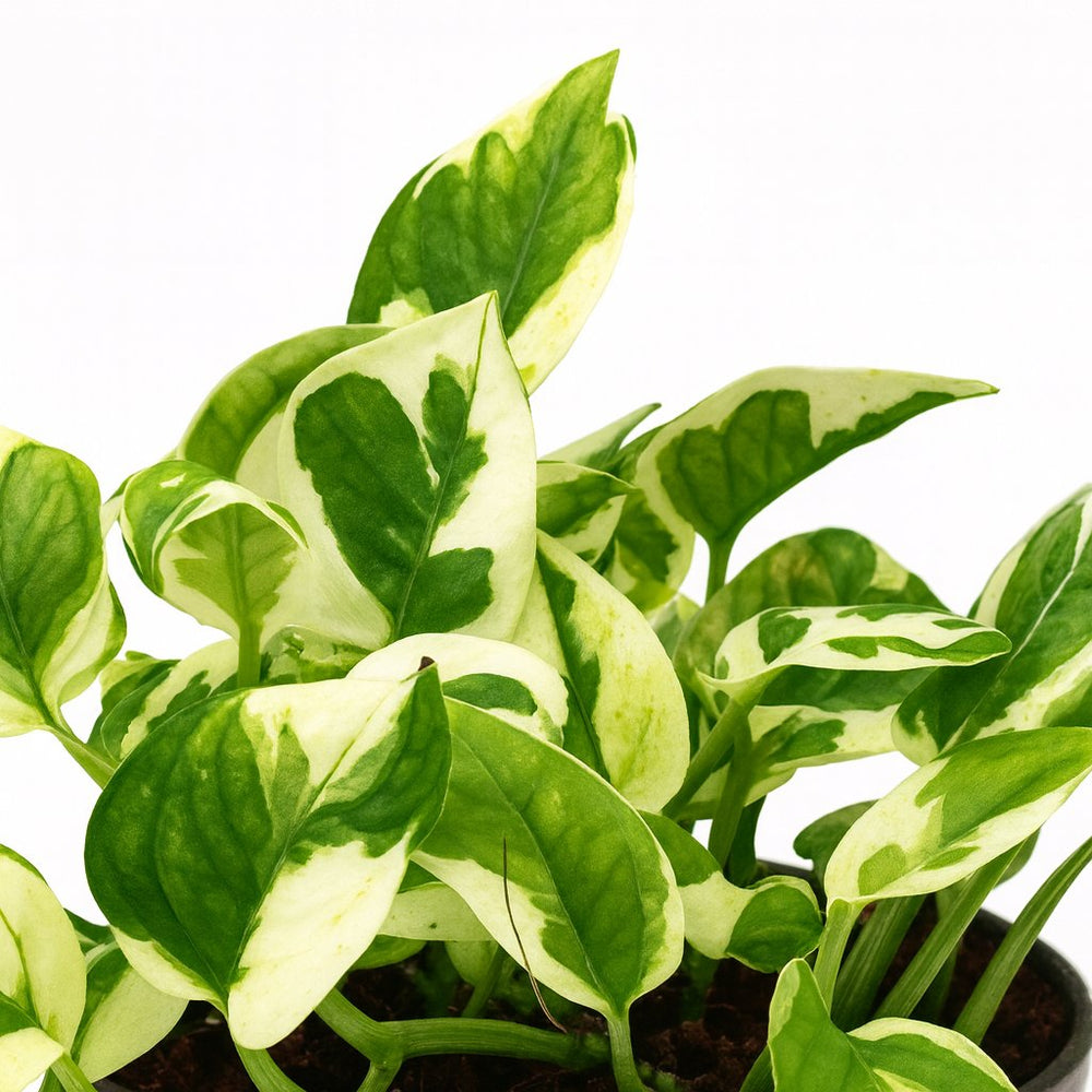 Scindapsus N’Joy 15cm Nahaufnahme