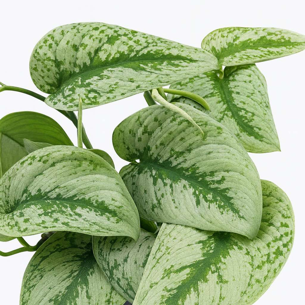 Scindapsus Pictus Trebie 15cm Nahaufnahme