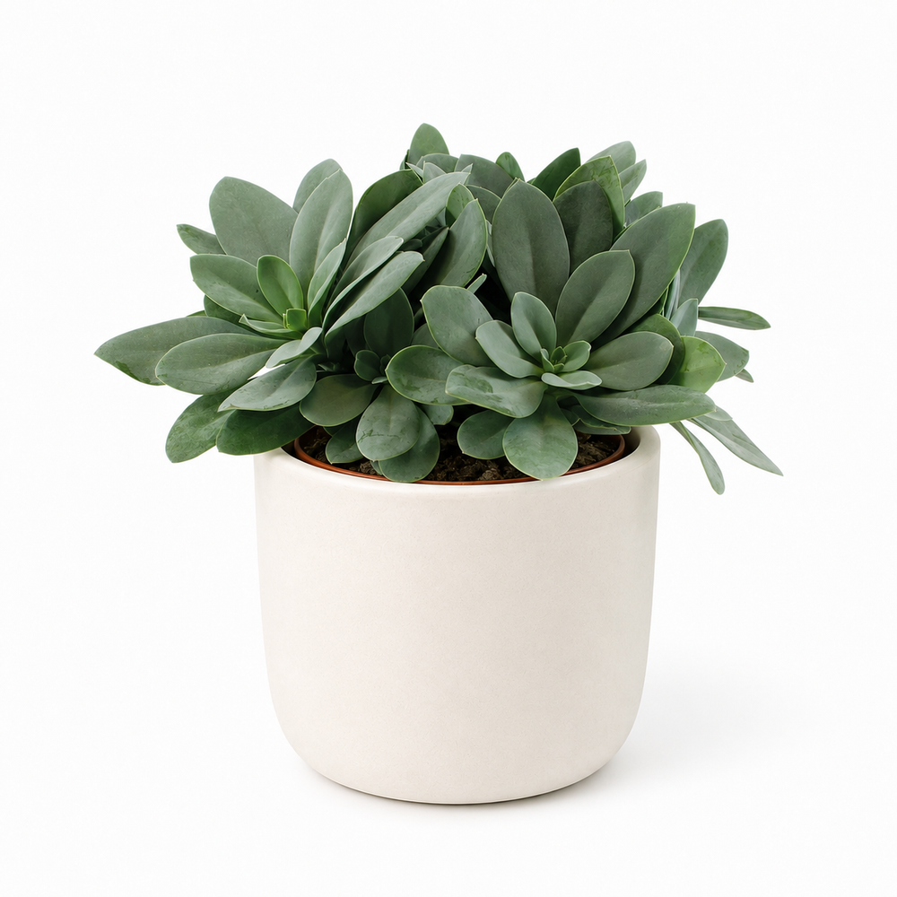 Senecio Cephalophorus - Ø15cm - 25cm