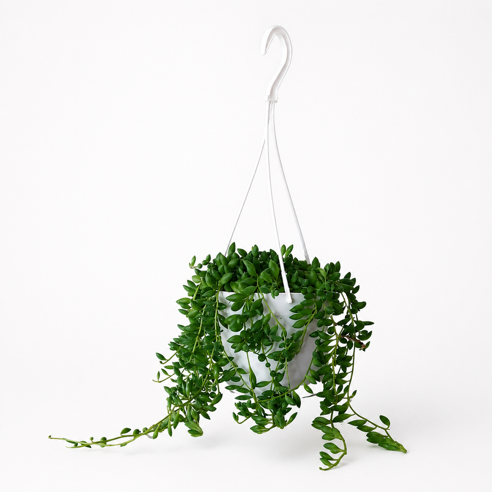 Senecio Herreianus - Ø11cm - 25cm