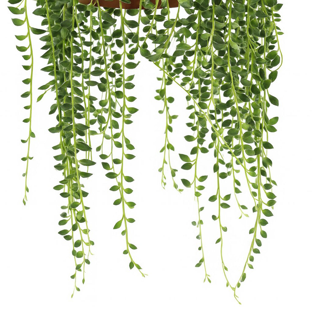 Senecio Herreianus 20cm im 12cm Topf Nahaufnahme