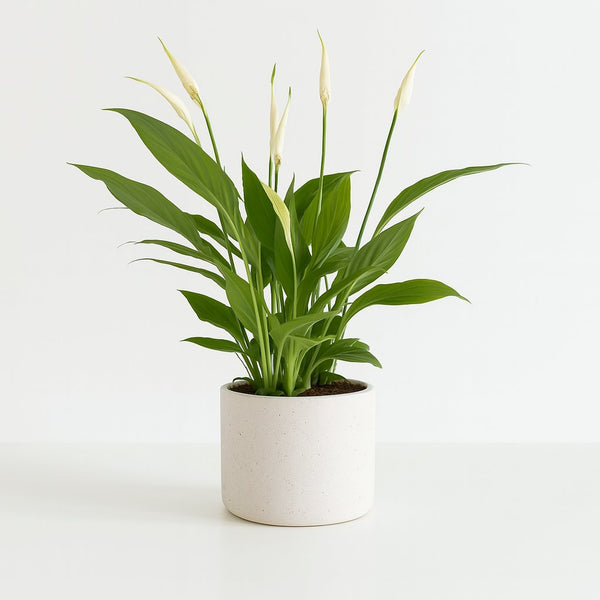 Spathiphyllum Bingo Cupido 45cm im 12cm Topf