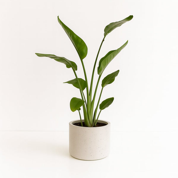 Strelitzia Nicolai 60cm im 17cm Topf