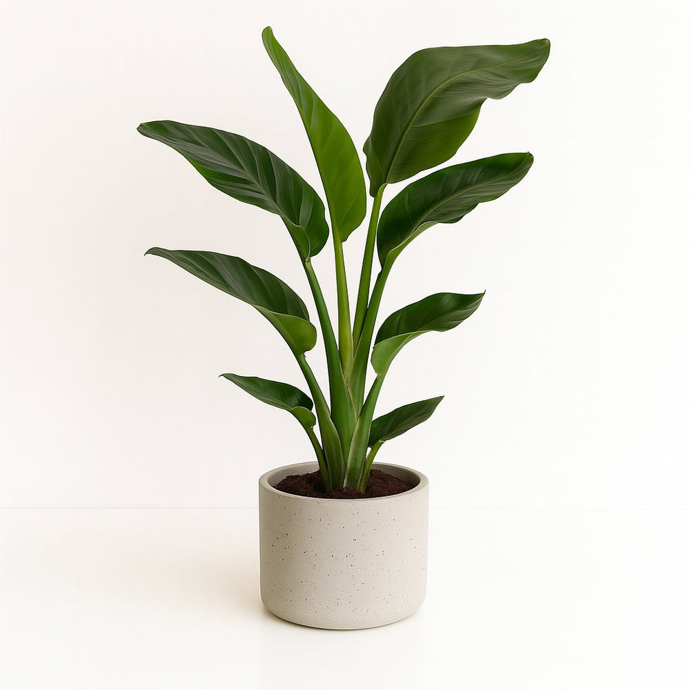 Strelitzia Nicolai 70cm im 17cm Topf