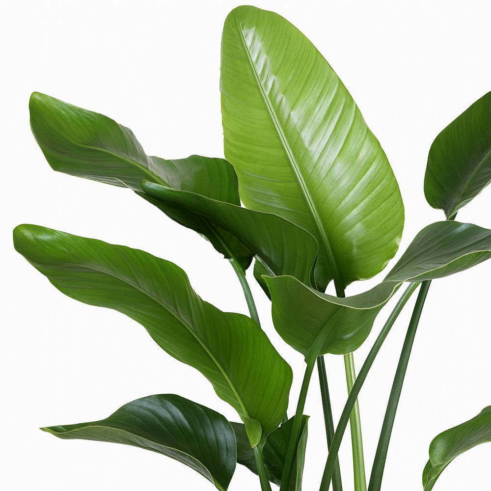 Strelitzia Nicolai 80cm Nahaufnahme
