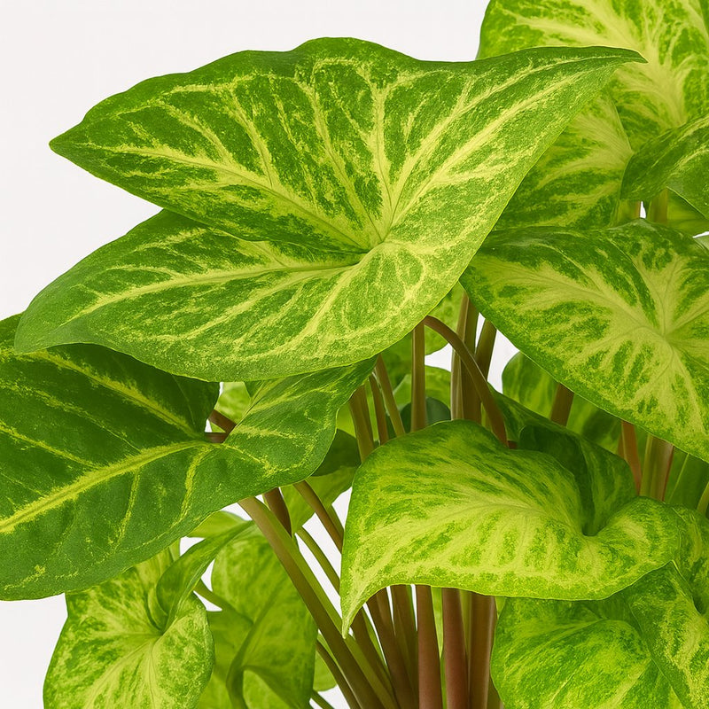 Syngonium Arrow Feel Green - 25cm Detail