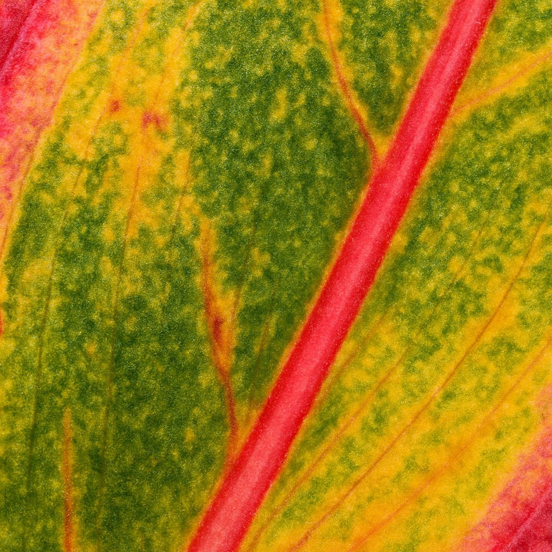 Aglaonema Crete Detail