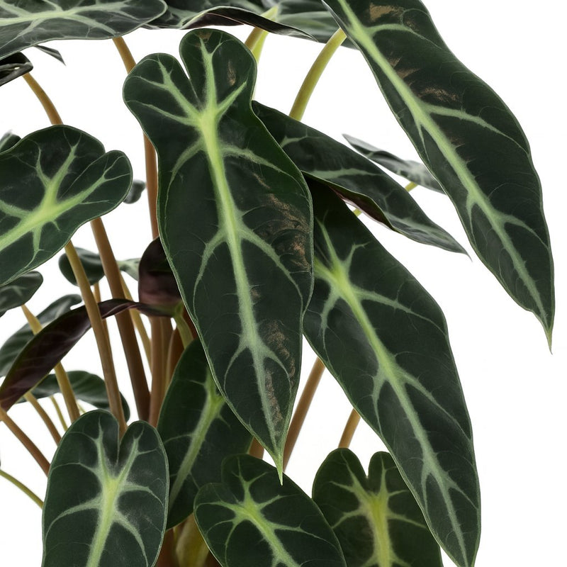 Alocasia Bambino Arrow Detail