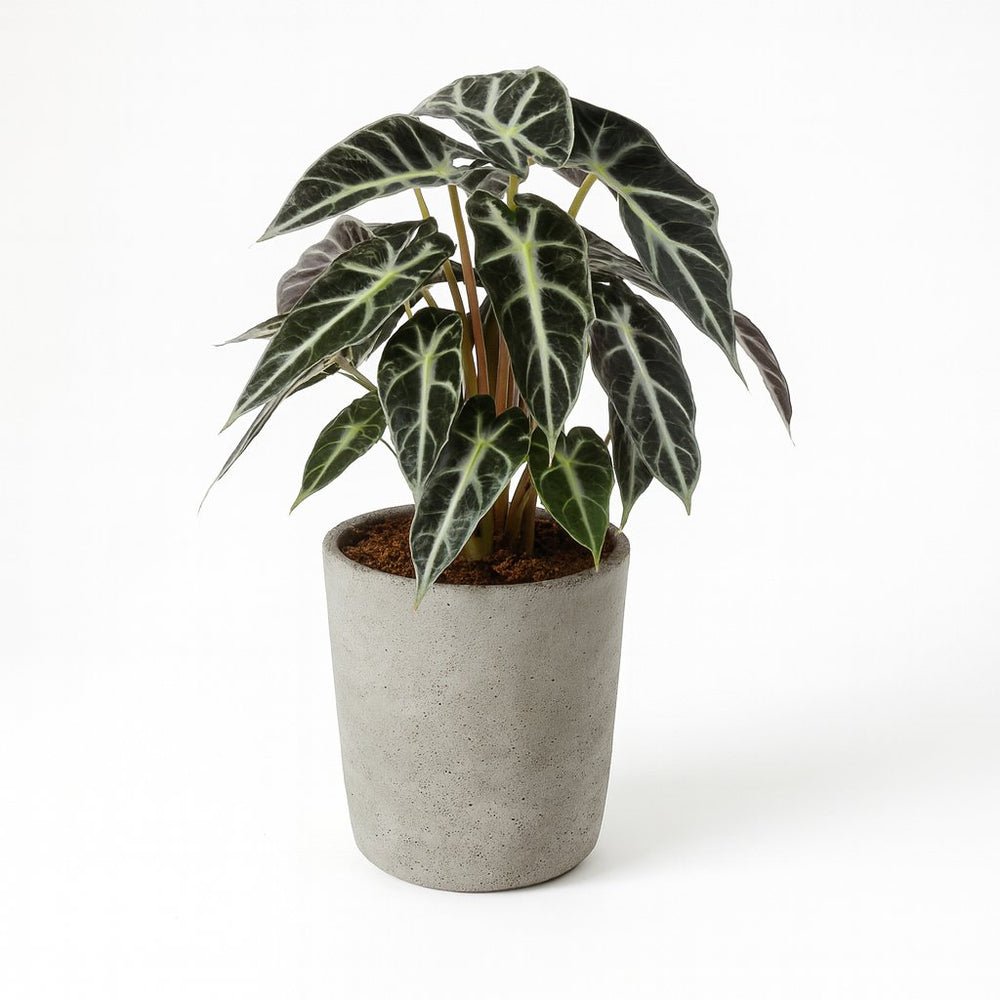 Alocasia Bambino Arrow 40cm