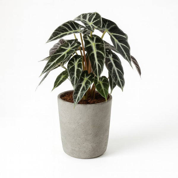 Alocasia Bambino Arrow 40cm