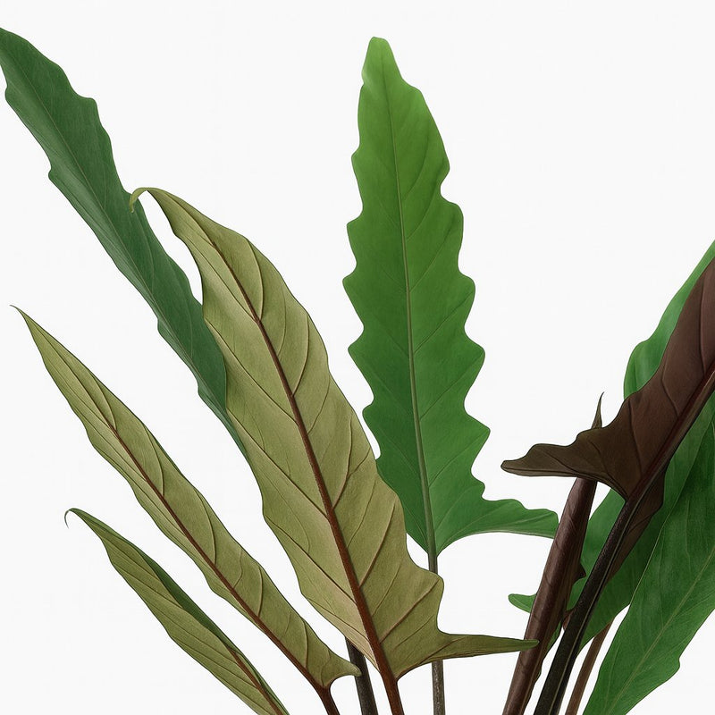 Alocasia Lauterbachiana Detail