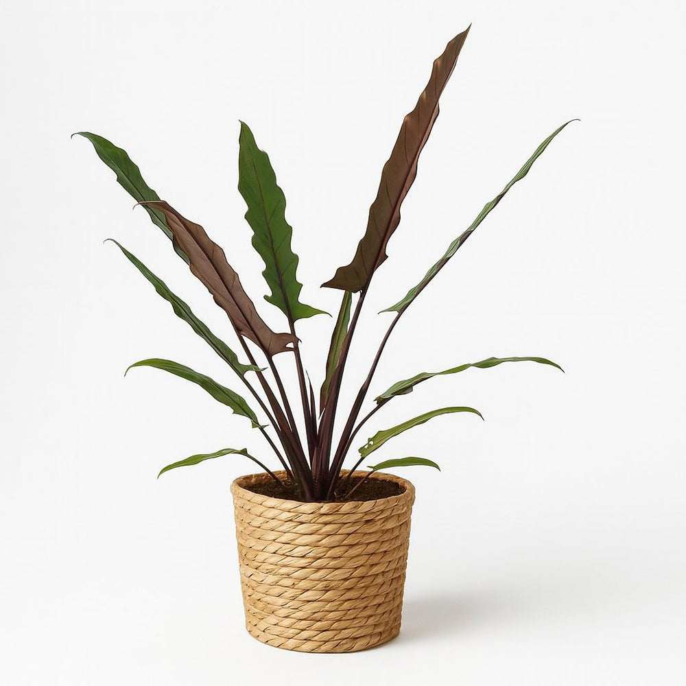 Alocasia Lauterbachiana 80cm