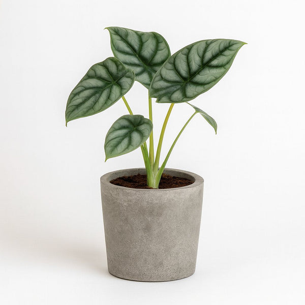 Alocasia Silver Dragon 25cm
