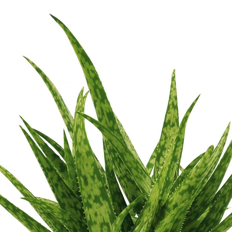 Aloe Spider Detail