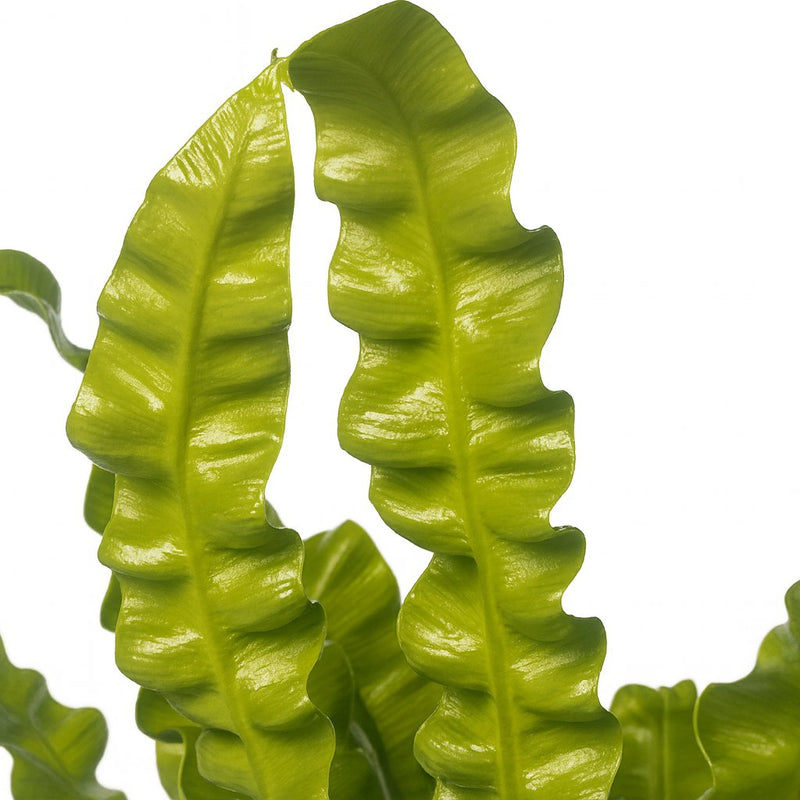 Asplenium Crispy Wave Detail