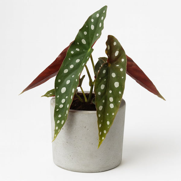 Begonia Maculata 20cm
