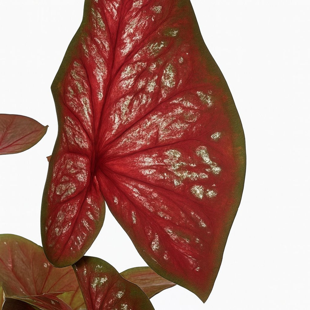 Caladium Bicolor 25cm Nahaufnahme