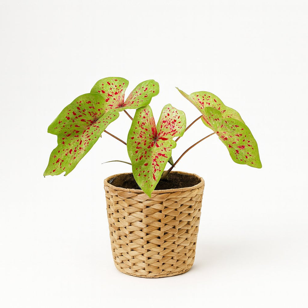 Caladium Miss Muffet 25cm