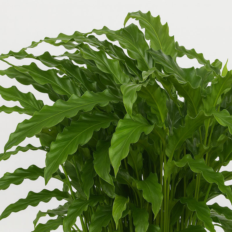 Calathea Bluegrass Detail
