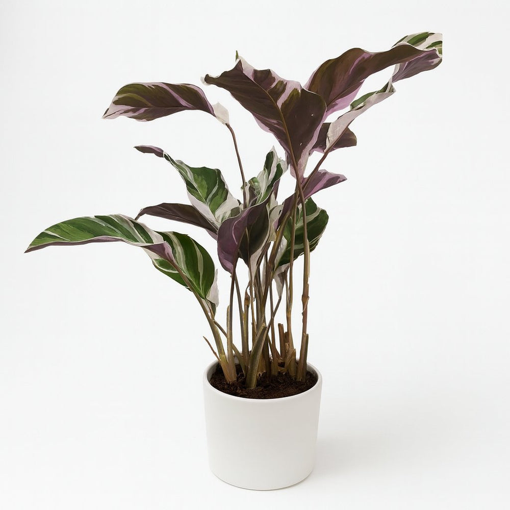 Calathea Fusion White 40cm