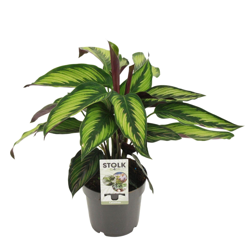 Calathea Majestica Princeps 45cm