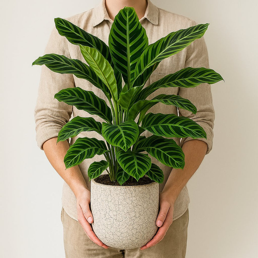 Calathea Zebrina 80cm mit Person