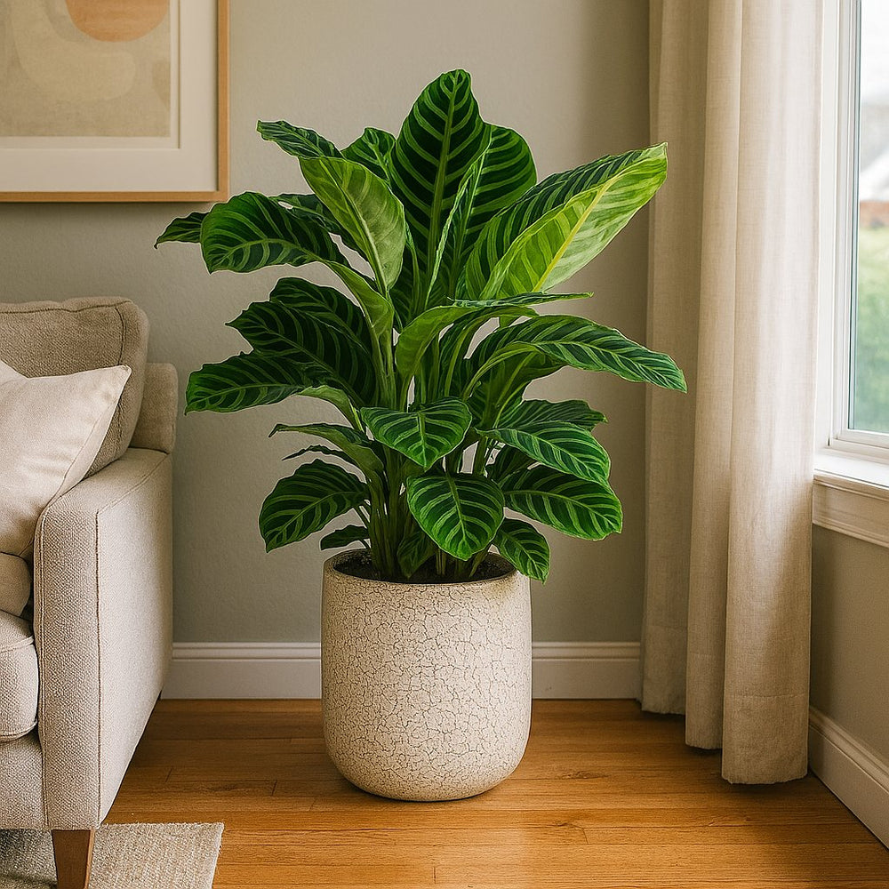 Calathea Zebrina 80cm Nahaufnahme