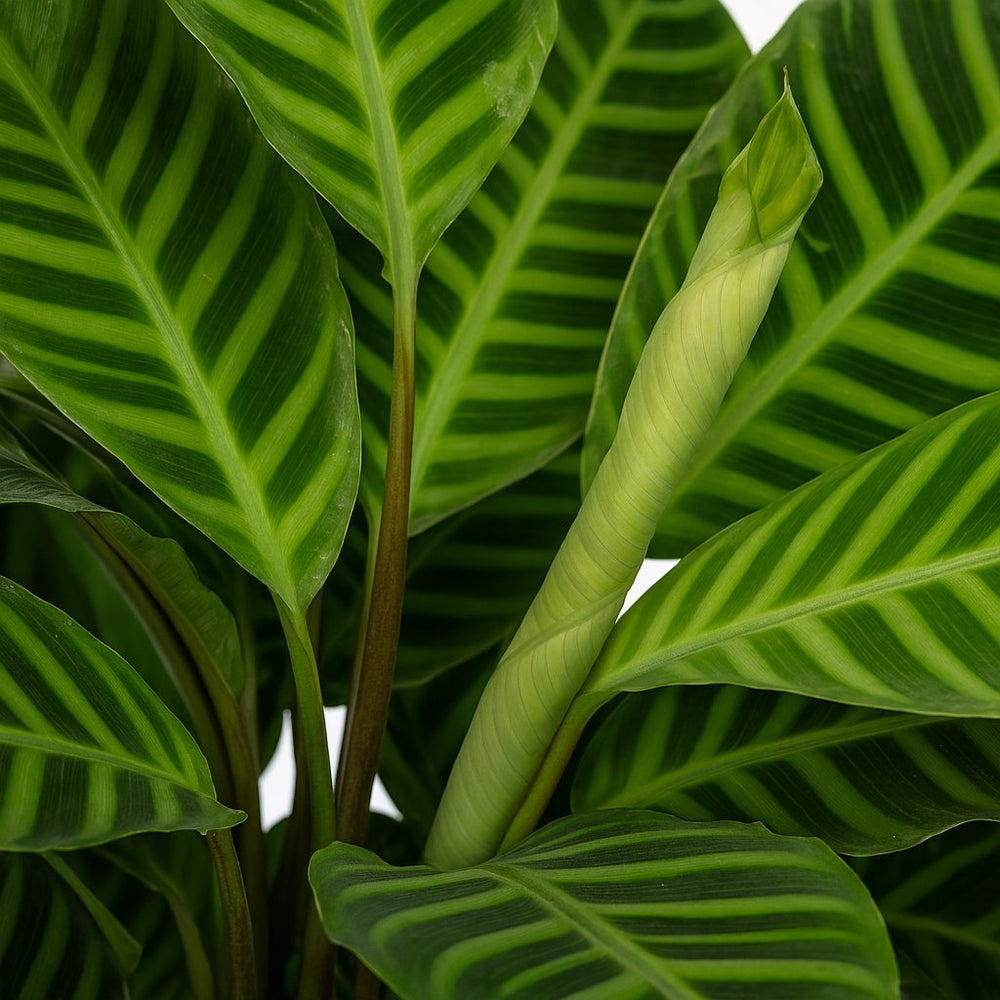 Calathea Zebrina 80cm weitere Ansicht