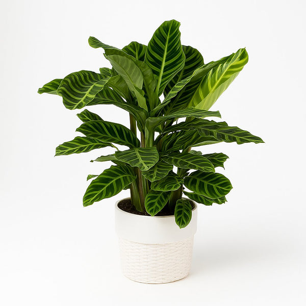 Calathea Zebrina 80cm