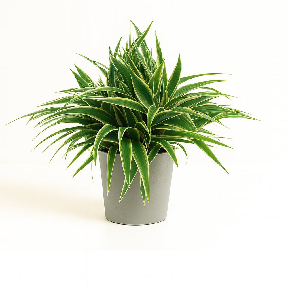 Chlorophytum Ocean 25cm im 15cm Topf