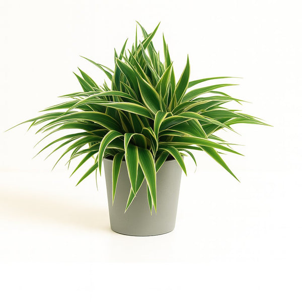 Chlorophytum Ocean 25cm im 15cm Topf
